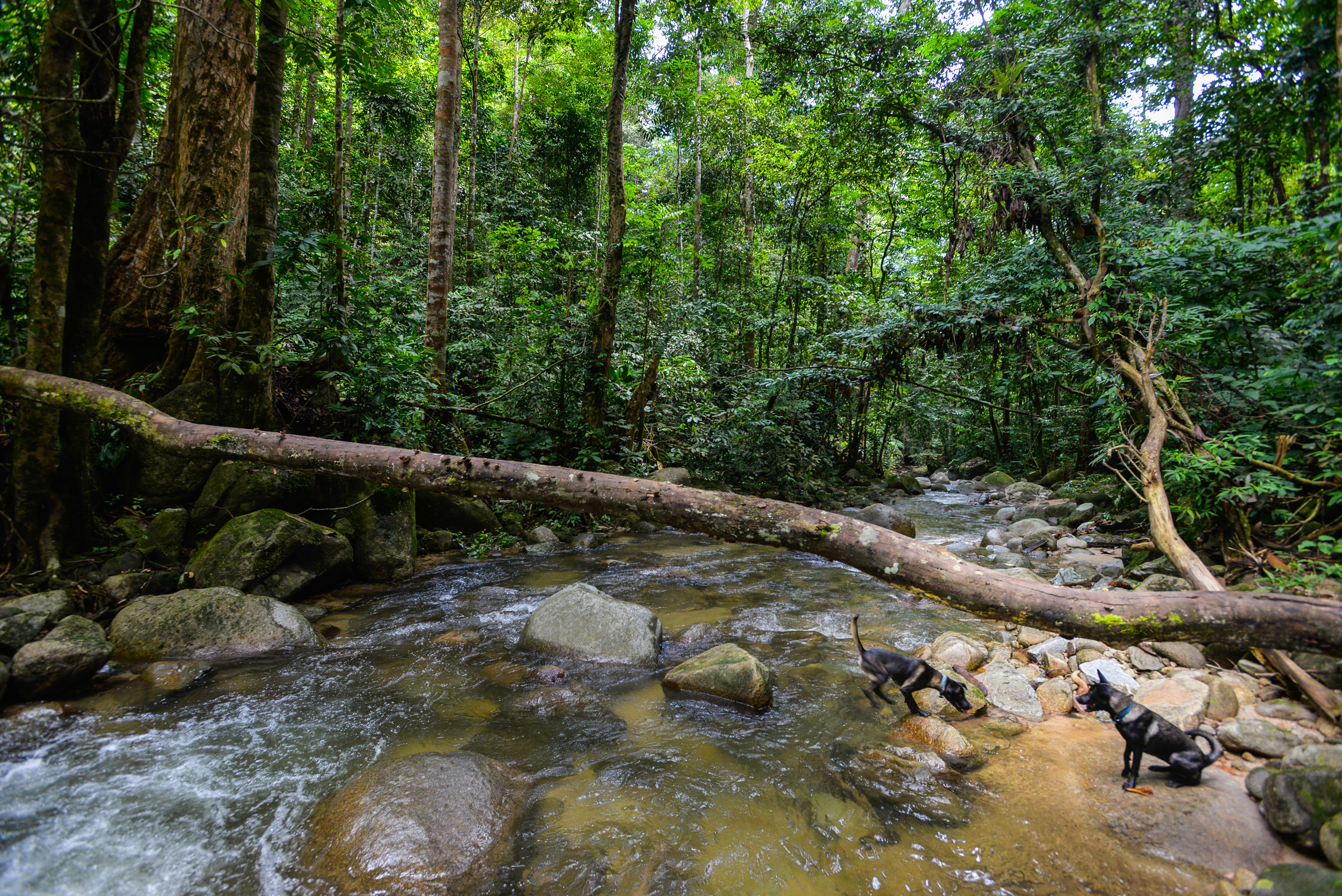 SpyderHill, a boutique forest retreat in the Berembun Forest Reserve, Negeri Sembilan