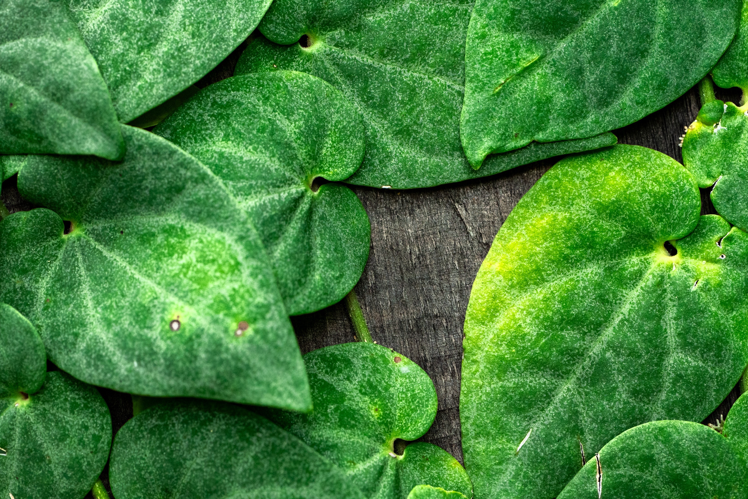 Foliage detail against timber at SpyderHill's forest retreat in Negeri Sembilan