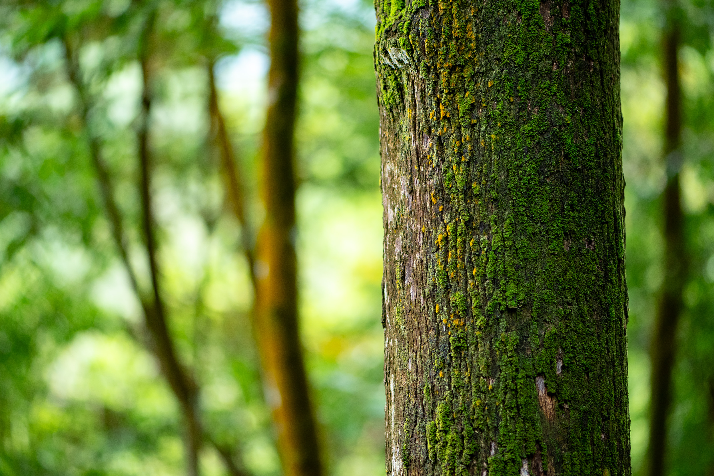 Moss-covered rainforest trees in the Berembun Forest Reserve at SpyderHill